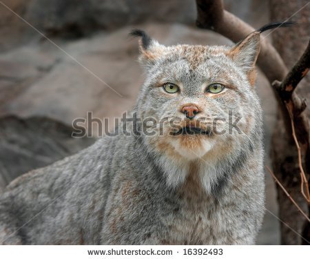 stock-photo-canadian-lynx-lynx-canadensis-captive-animal-16392493