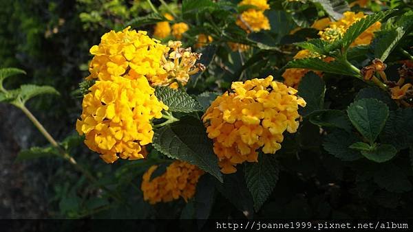 DSC04588.JPG