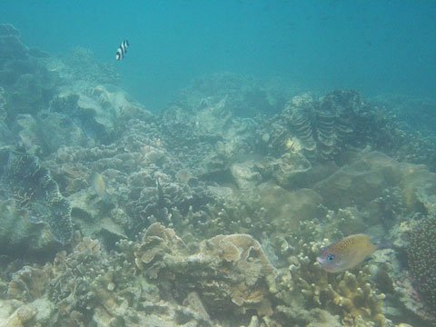 海底的珊瑚跟魚02