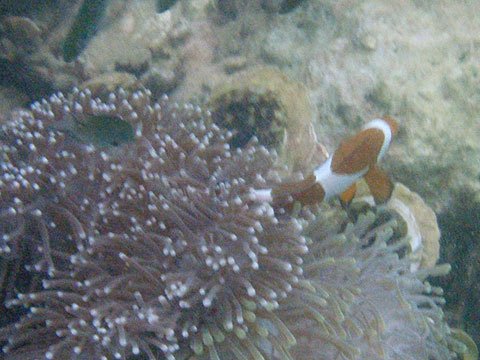 海底的海葵跟魚01.jpg