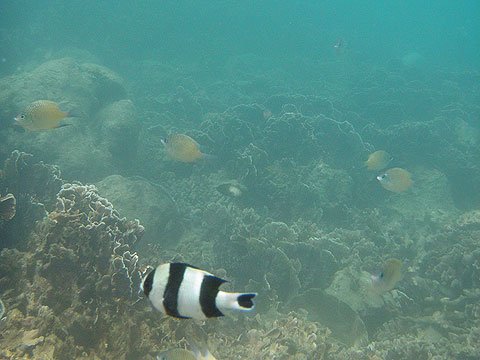海底的珊瑚跟魚03.jpg