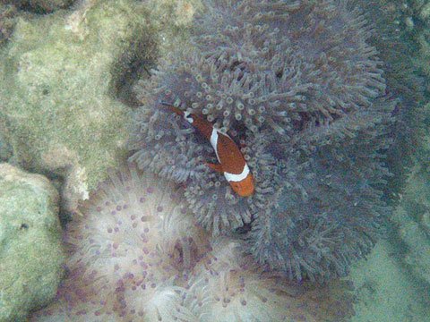海底的海葵跟魚03.jpg