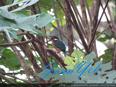 family &amp; birds 056.jpg