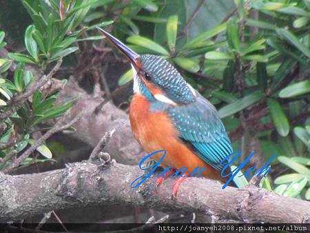 family &amp; birds 089.jpg