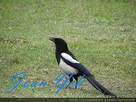 family &amp; birds 029.jpg