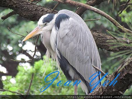 family &amp; birds 044.jpg