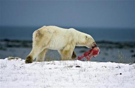 北极熊残食同类 Polar Bear Cannibalism-1.jpg