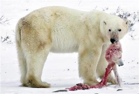 北极熊残食同类 Polar Bear Cannibalism-2.jpg