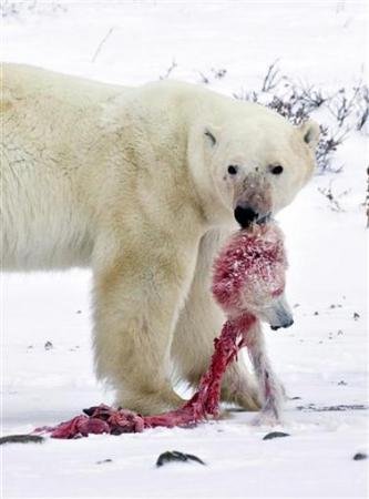 北极熊残食同类 Polar Bear Cannibalism-6.jpg