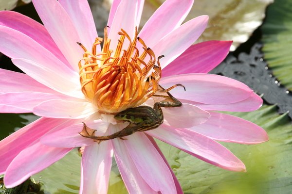 2006-11-18 植物園 067.jpg