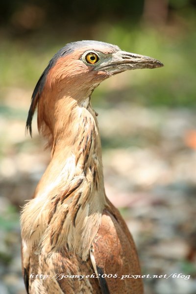 阿勃勒&amp; 黑冠麻鷺 149-1.jpg