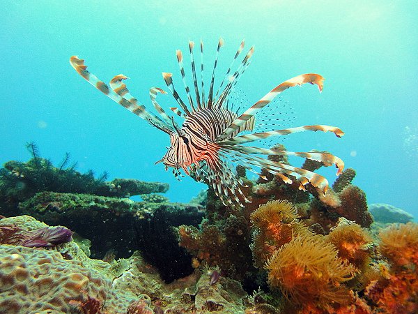 105 Pterois volitans Perfect.jpg