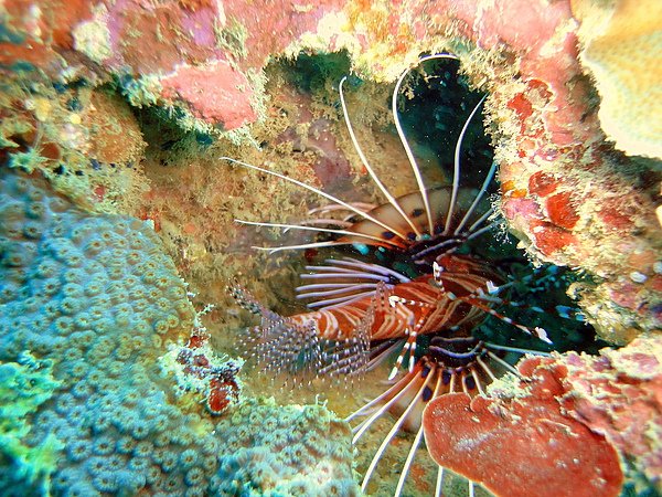 102 Zebra turkeyfish.jpg