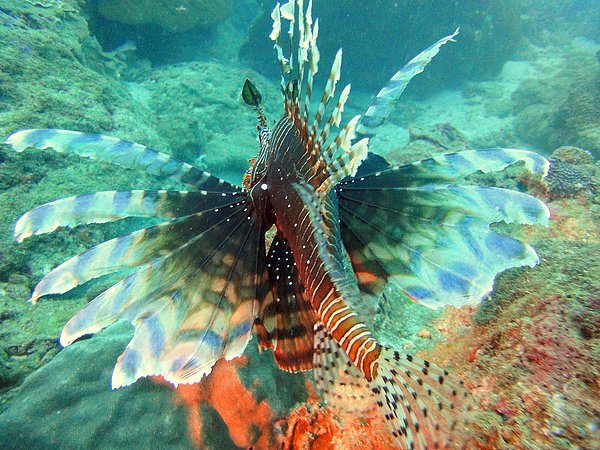 61 Pterois volitans.jpg