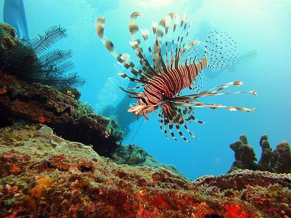 108 Pterois volitans Perfect.jpg