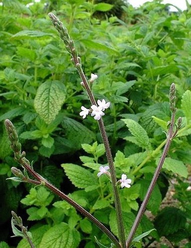 馬鞭草(Verbena officinalis)