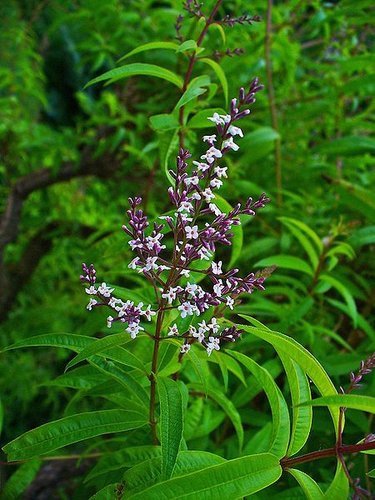 馬鞭草-檸檬馬鞭草 (Aloysia citrodora)