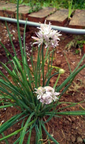 春季新進植物1.jpg