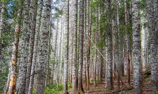 pacific-silver-fir.jpg