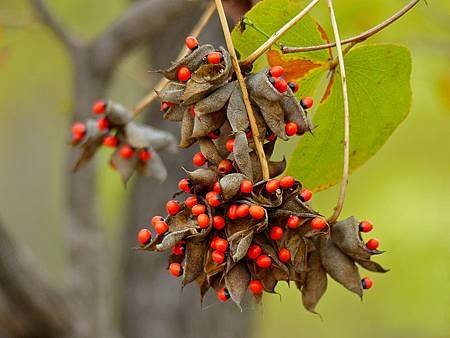 Lucky_Bean_Creeper_(Abrus_precatorius)_pods_of_seeds_(11587246435).jpg