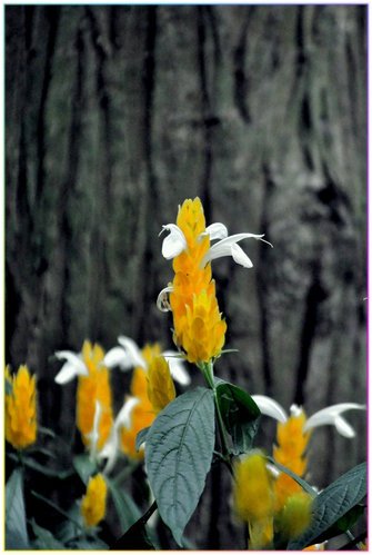 CSC_0303