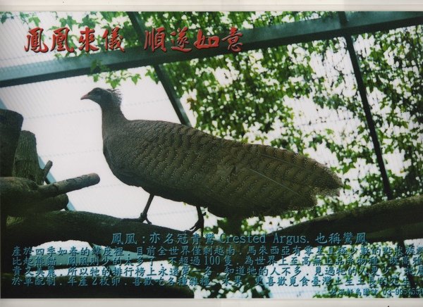 鳳凰-母.jpg