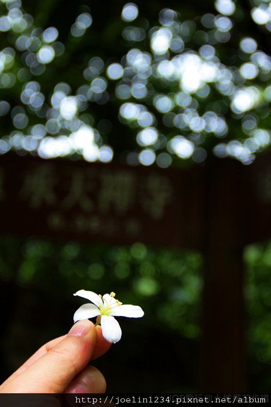 土城桐花步道IMG_9588