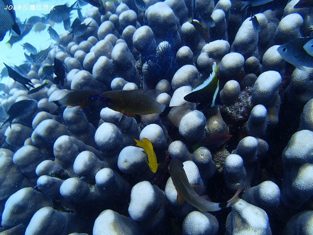 長灘島潛水