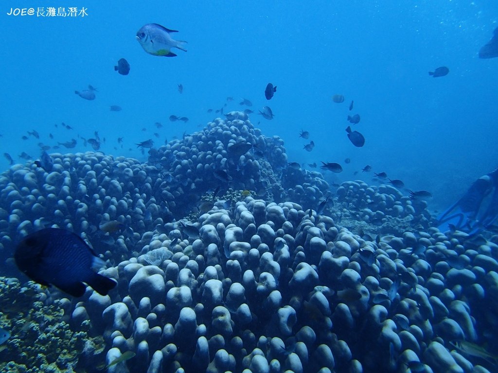 長灘島潛水