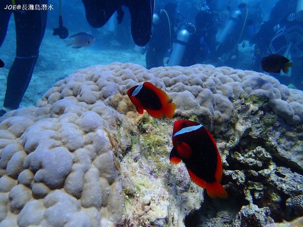 長灘島潛水