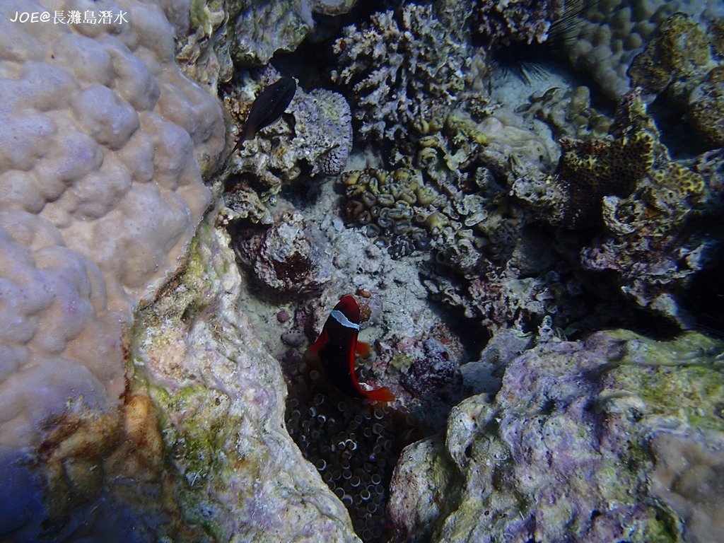 長灘島潛水