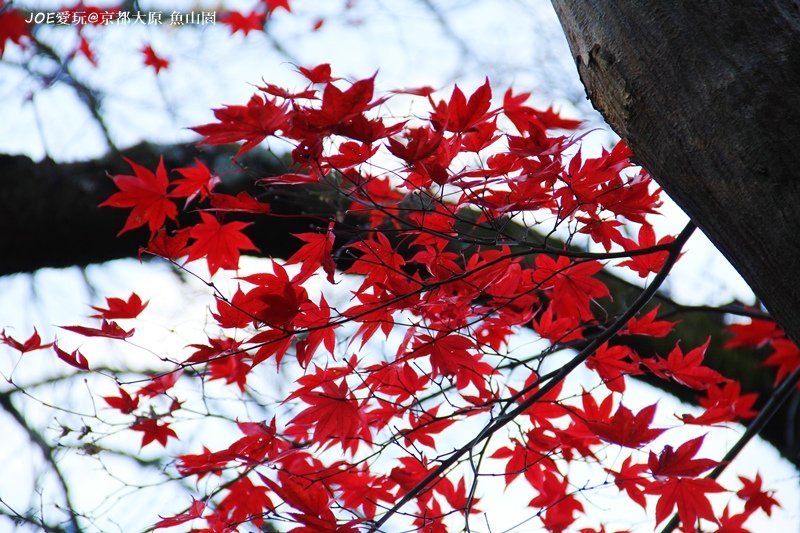 京都大原魚山園