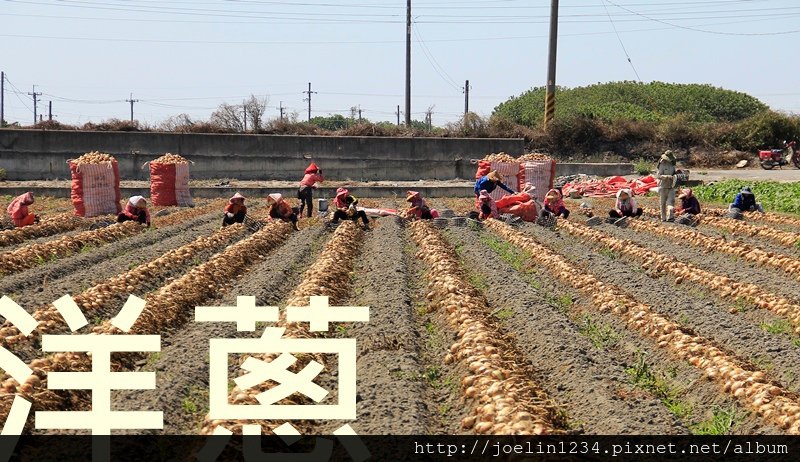 太陽風味洋蔥