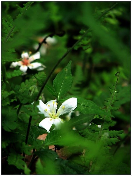 汐止秀峰瀑布桐花02.jpg