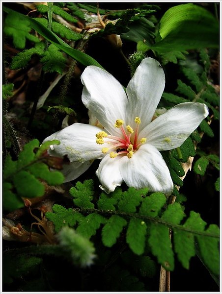 汐止秀峰瀑布桐花03.jpg