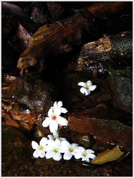 汐止秀峰瀑布桐花22.jpg