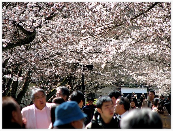 日本京都賞櫻010.jpg