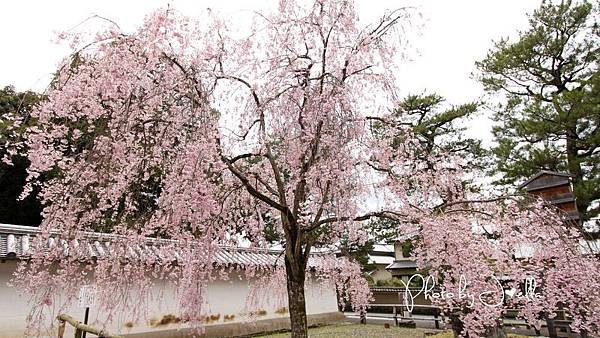 nEO_IMG_醍醐寺 (4)