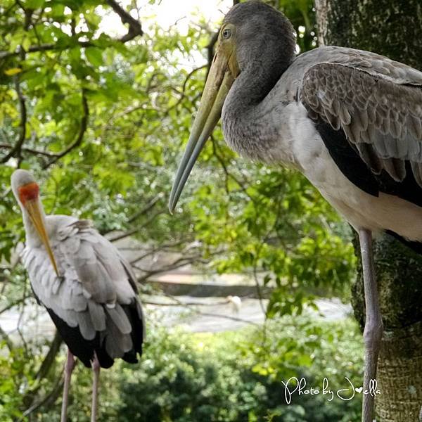 吉隆玻飛禽公園(KL Bird Park) (3).jpg