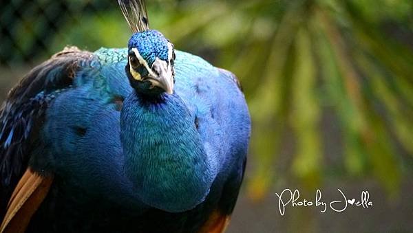 吉隆玻飛禽公園(KL Bird Park) (7).jpg