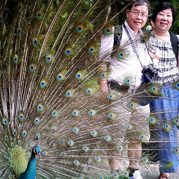 吉隆玻飛禽公園(KL Bird Park) (9).jpg