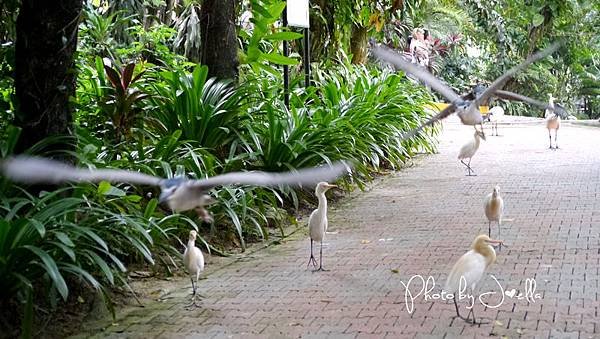 吉隆玻飛禽公園(KL Bird Park) (11).jpg