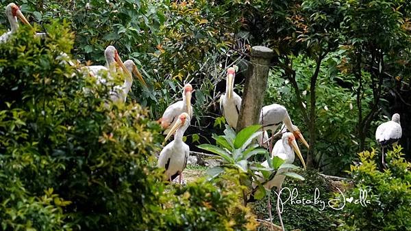 吉隆玻飛禽公園(KL Bird Park) (13).jpg