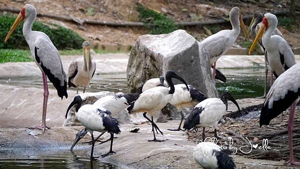 吉隆玻飛禽公園(KL Bird Park) (14).jpg