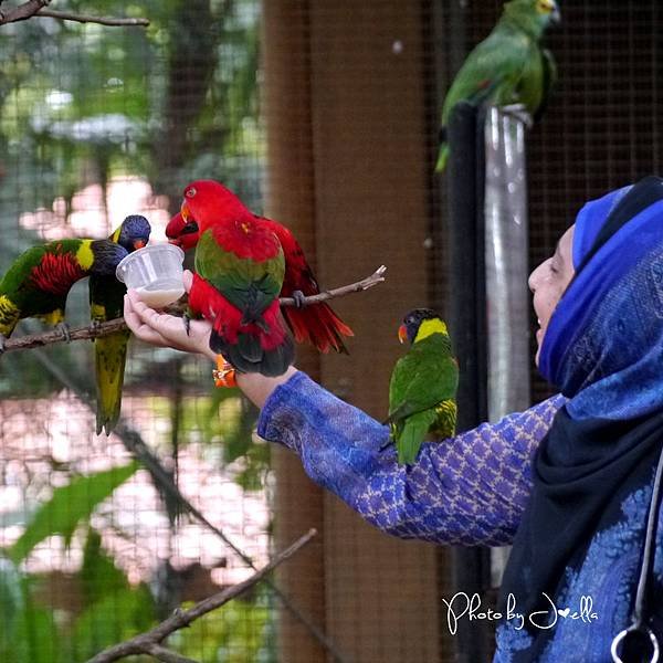 吉隆玻飛禽公園(KL Bird Park) (16).jpg