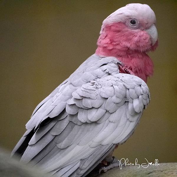 吉隆玻飛禽公園(KL Bird Park) (17).jpg