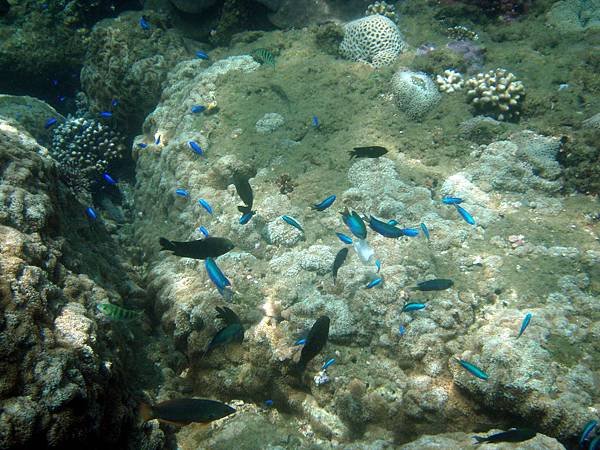 20070725_浮潛_水上浮潛04