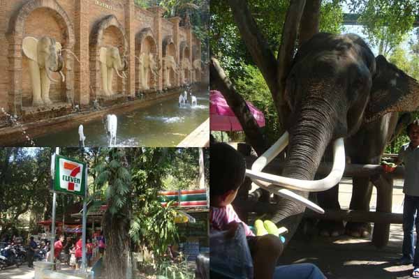 清邁動物園 Chiang Mai Zoo1