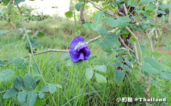 泰國蝶豆蘭花 Butterfly Pea .jpg