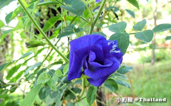 泰國蝶豆蘭花 Butterfly Pea 2.jpg